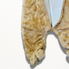 Saquito Conejito | Beige